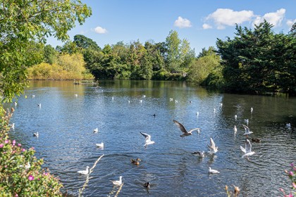 Faversham Photography - Stonebridge Pond